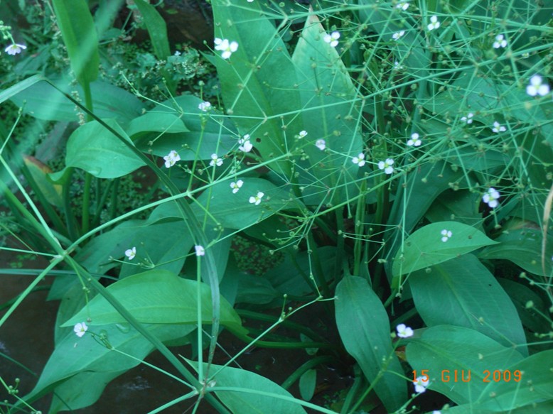 lungo il canale - Alisma plantago-aquatica